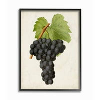 Stupell Industries Vintage Fruit Grape festés keretes Giclee Texturized Art by Vision Studio