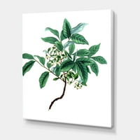 Ősi zöld levelek növények IV festmény vászon művészeti nyomtatás