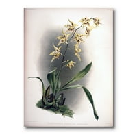 Designart 'Ősi Orchidea Virág' Hagyományos Vászon Wall Art Print