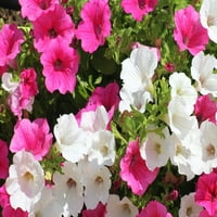 Szakértő kertész 4pk petunia virágos nap éves